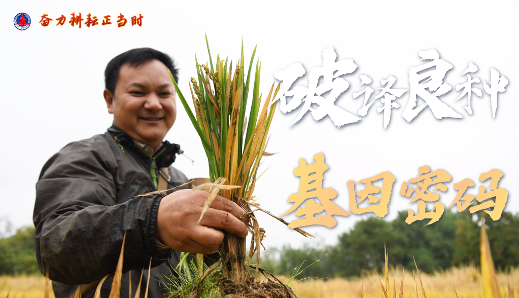 习近平总书记关切事|奋力耕作正其时——农业强国建设一线的四个故事 -  尊龙凯时