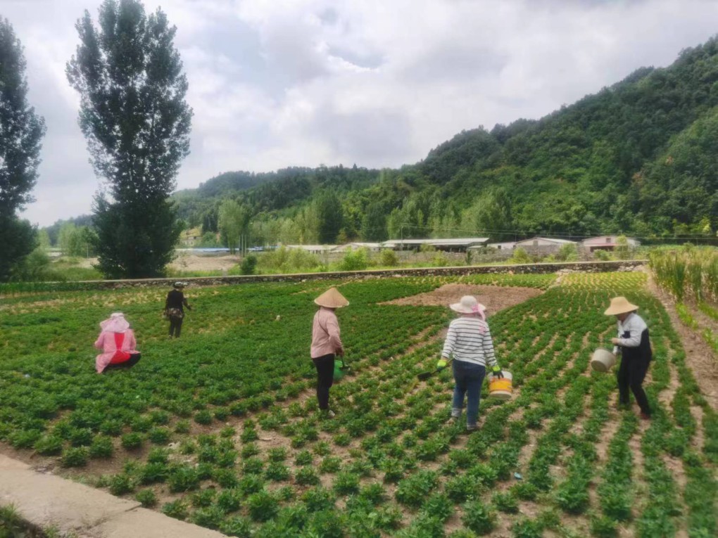藏粮于地 藏粮于技 尊龙凯时